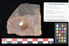 Foto (Objekt + Etikett) von Quercus palaeoilex Ettingshausen (NHMW-GEO-2024-0188-0775)